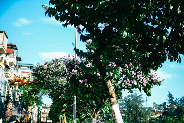 chum-anh-4-thu-hoa-that-dep-cua-thang-6-ha-noi-ivivu-21