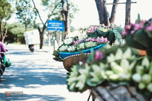 chum-anh-4-thu-hoa-that-dep-cua-thang-6-ha-noi-ivivu-4