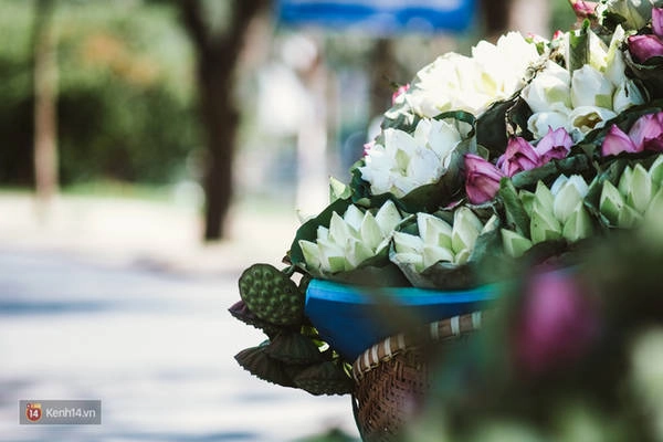 chum-anh-4-thu-hoa-that-dep-cua-thang-6-ha-noi-ivivu-6