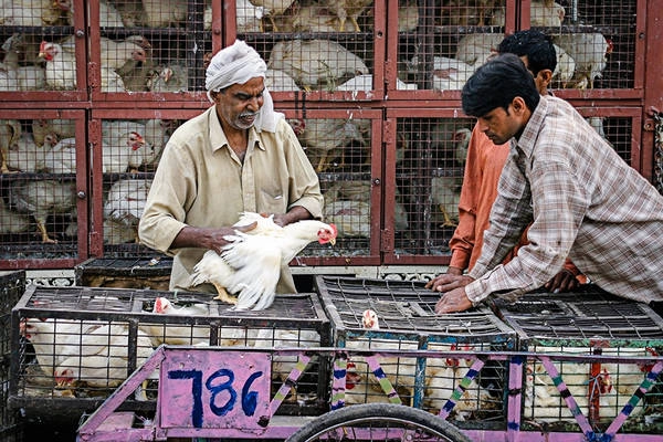 Hoạt động mua và bán gà ở Jaipur, Ấn Độ.