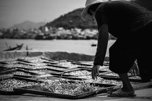 Cá phơi khô ở Nha Trang, Việt Nam