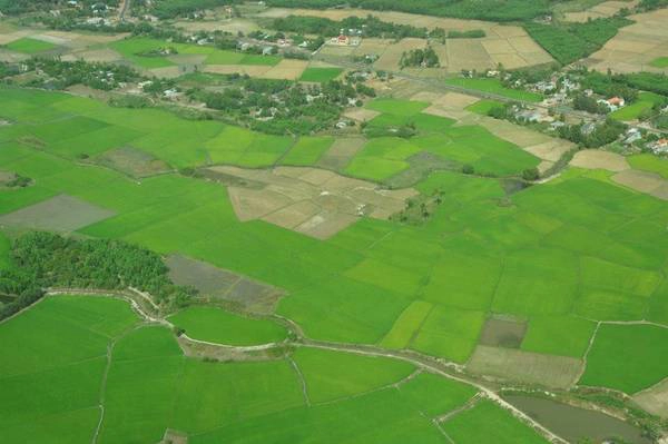 Những cảnh đồng lúa xanh mướt tầm mắt tuyệt đẹp khi chụp từ trên cao. Những cảnh đồng lúa xanh mướt tầm mắt tuyệt đẹp khi chụp từ trên cao.