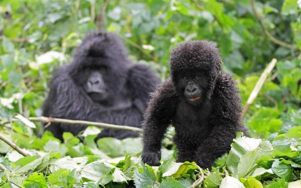 Trong những năm gần đây, Rwanda đã nổi lên như một trong những nước phát triển tiến bộ nhất của châu Phi, với một ngành công nghiệp du lịch sinh thái đa dạng.