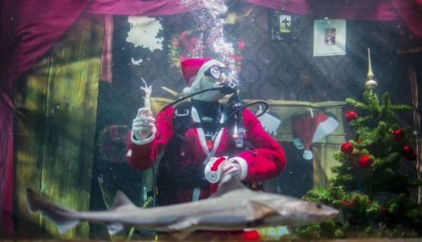 Tại thủy cung Sea Life, thủ đô Berlin, Đức, thợ lặn trong trang phục ông già Noel bơi cho cá ăn nằm trong loạt sự kiện chào đón du khách tham quan thủy cung mùa Noel