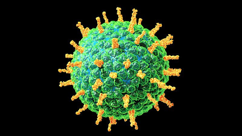 rotavirus