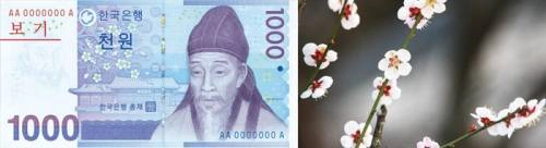 Hình ảnh học giả Yi Hwang và hoa maehwa trên tờ tiền 1,000 won. Ảnh: english.visitkorea