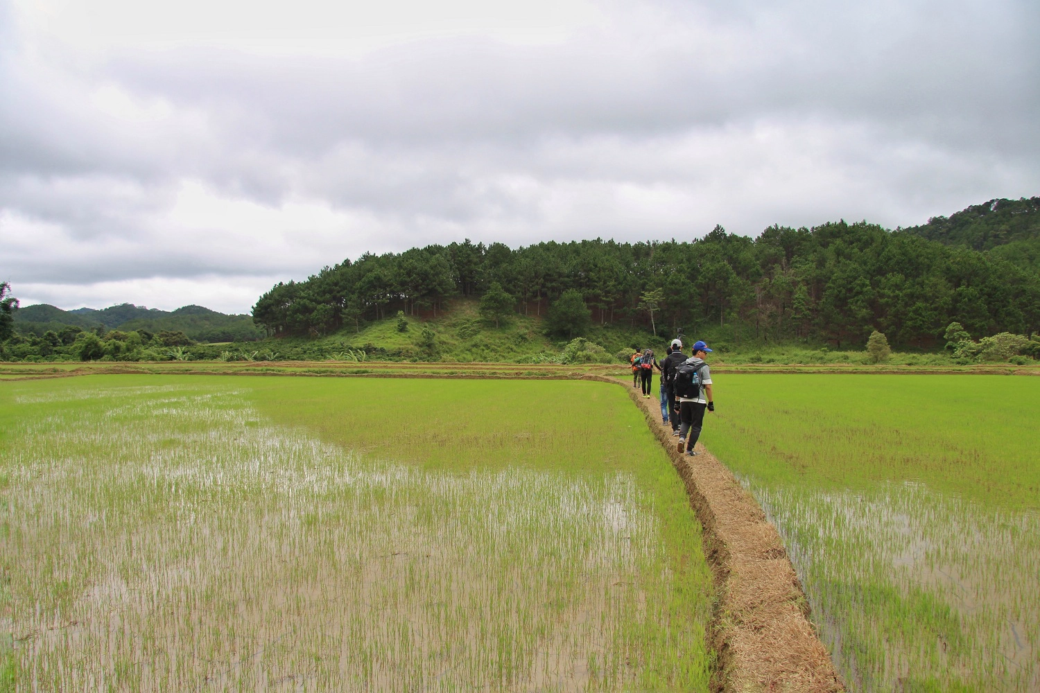 Những cánh ruộng đang lên xanh lúa mới, những con đường nhỏ vừa bàn chân