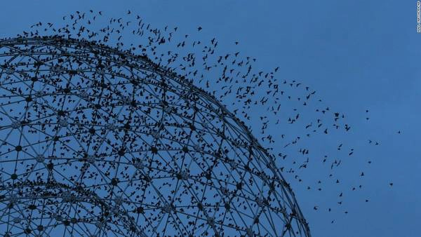 Belfast, Bắc Ireland: Hàng ngàn con chim đậu quanh "Rise", một tác phẩm điêu khắc của họa sĩ Wolfgang Buttress đặt ở vòng xoay Broadwa, Belfast.