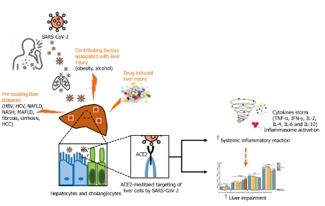 Cơ chế sinh lý học đáng tin cậy của Covid-19 gây tổn thương tế bào gan và bệnh gan
