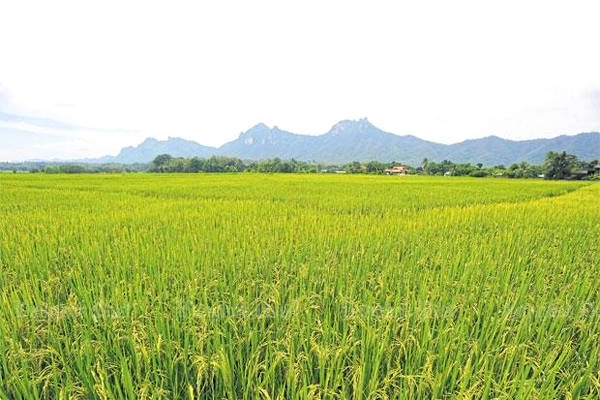 Cánh đồng lúa xanh mơn mởn ở huyện miền núi Ngao, bắc Lampang. Ảnh: bangkokpost Cánh đồng lúa xanh mơn mởn ở huyện miền núi Ngao, bắc Lampang. Ảnh: bangkokpost