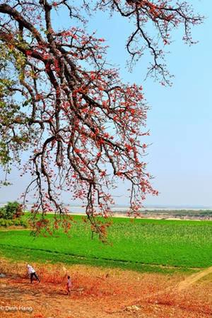 Du lịch Myanmar - Một chiều nắng đổ lửa trên đường từ Mingun về Sagaing (Myanmar). Ảnh Dinh Hang.