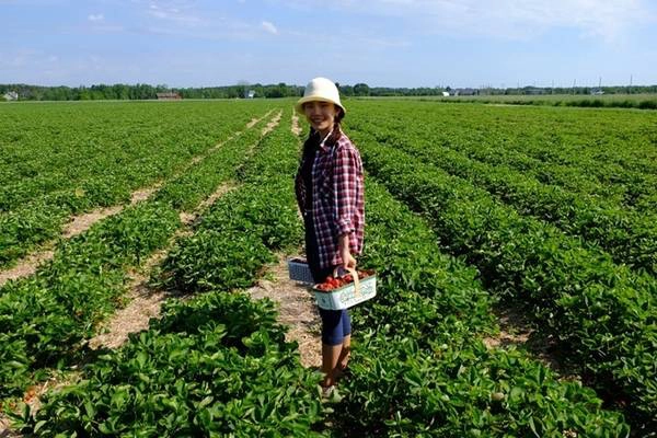 Cô ghé một trang trại dâu ở thị trấn North Bay, tỉnh Ontario, mở cửa từ 8h30 đến 20h, nên đi vào ngày thường vì cuối tuần rất đông. Khách đến hái dâu có thể ăn miễn phí, còn nếu mang về thì sẽ cân tính tiền. Nhiều tỉnh thành ở Canada có trang trại hoa quả tùy theo mùa.