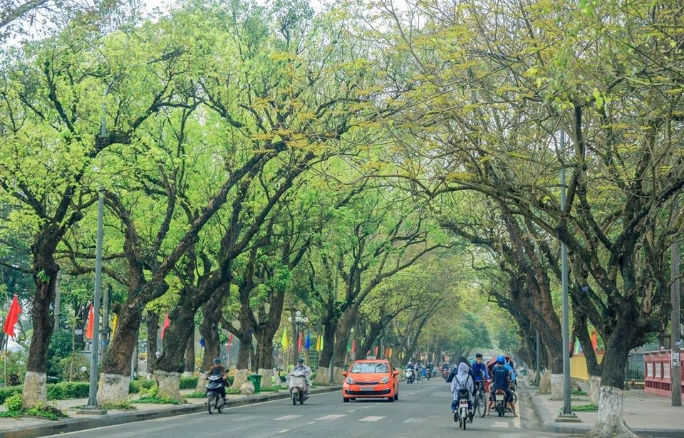 Lê Lợi, Đoàn Thị Điểm, Phan Đăng Lưu hay những con đường nội thành khác đều mang dấu ấn đậm chất thu ở xứ Huế. Ảnh: Lê Anh Tuyền.