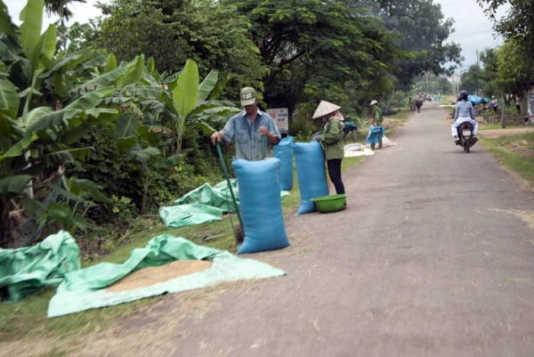 Bên cạnh rơm là lúa hạt - Ảnh: Trung Oanh Bên cạnh rơm là lúa hạt - Ảnh: Trung Oanh