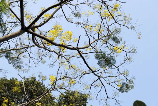 Phượng vàng nở báo xuân về