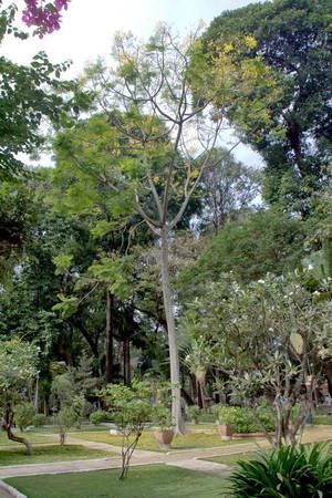Cây phượng vàng trong công viên Tao Đàn