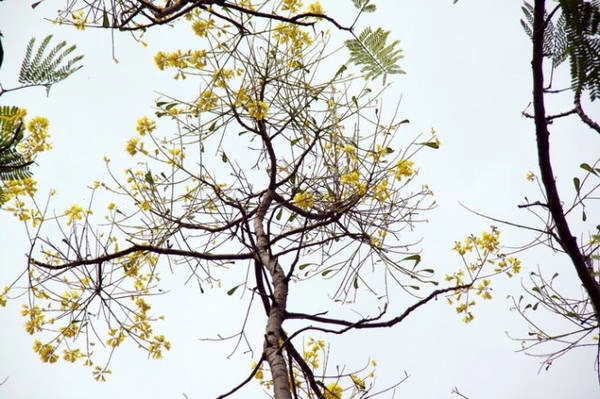 Mùa hoa nở rộ