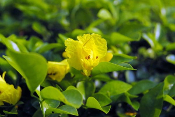 Những cách hoa phượng vàng khi rụng vẫn còn nguyên sắc vàng tươi