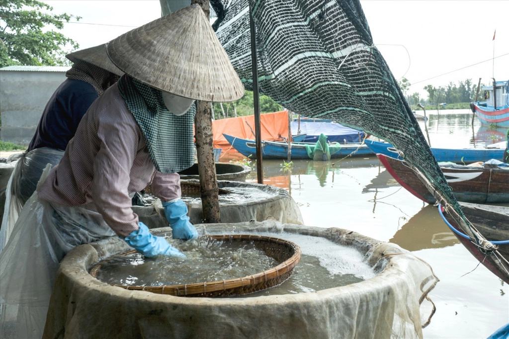 Đãi hến lấy thịt. Ảnh: Báo Quảng Nam.