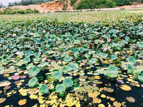 Những đầm sen dọc theo con đường vào An Sơn Miếu, nơi thờ bà Phi Yến, thứ phi của chúa Nguyễn Ánh. Những đầm sen dọc theo con đường vào An Sơn Miếu, nơi thờ bà Phi Yến, thứ phi của chúa Nguyễn Ánh.