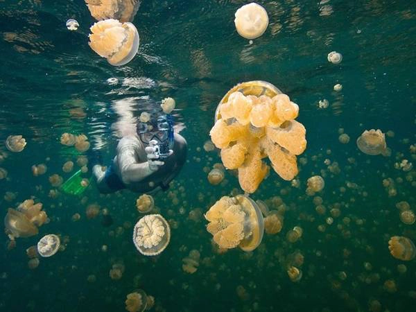 Quần đảo Rock của Palau hút khách bởi hồ nước độc đáo có hàng triệu con sứa. Du khách có thể thoải mái bơi lặn trong hồ và chụp ảnh với sinh vật đặc biệt này. Quần đảo Rock của Palau hút khách bởi hồ nước độc đáo có hàng triệu con sứa. Du khách có thể thoải mái bơi lặn trong hồ và chụp ảnh với sinh vật đặc biệt này.
