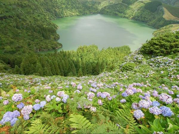 Đảo Flores nằm ở cực Tây của quần đảo Azores ngoài khơi Bồ Đào Nha có rất nhiều loài hoa đẹp nở quanh năm. Ngoài ra, đảo còn có các suối nước nóng tự nhiên và vũng cạnh biển cho du khách thỏa sức bơi lội. Đảo Flores nằm ở cực Tây của quần đảo Azores ngoài khơi Bồ Đào Nha có rất nhiều loài hoa đẹp nở quanh năm. Ngoài ra, đảo còn có các suối nước nóng tự nhiên và vũng cạnh biển cho du khách thỏa sức bơi lội.