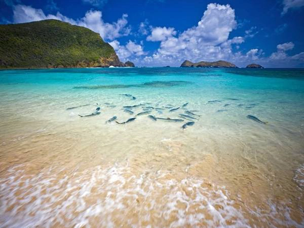 Đảo Lord Howe, nằm cách Sydney, Australia gần 600 km về phía Đông Bắc, có hệ động vật biển phong phú nhờ vị trí biệt lập của mình. Đảo còn có nhiều núi, thung lũng, vùng trũng và vách đá cạnh biển cho du khách khám phá. Đảo Lord Howe, nằm cách Sydney, Australia gần 600 km về phía Đông Bắc, có hệ động vật biển phong phú nhờ vị trí biệt lập của mình. Đảo còn có nhiều núi, thung lũng, vùng trũng và vách đá cạnh biển cho du khách khám phá.