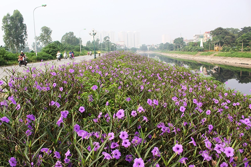 Sau khi trồng, con đường hoa được đoàn thanh niên xã Thanh Liệt giao cho đoàn thanh niên thôn Tràng và người dân sống quanh khu vực quản lý, chăm sóc.