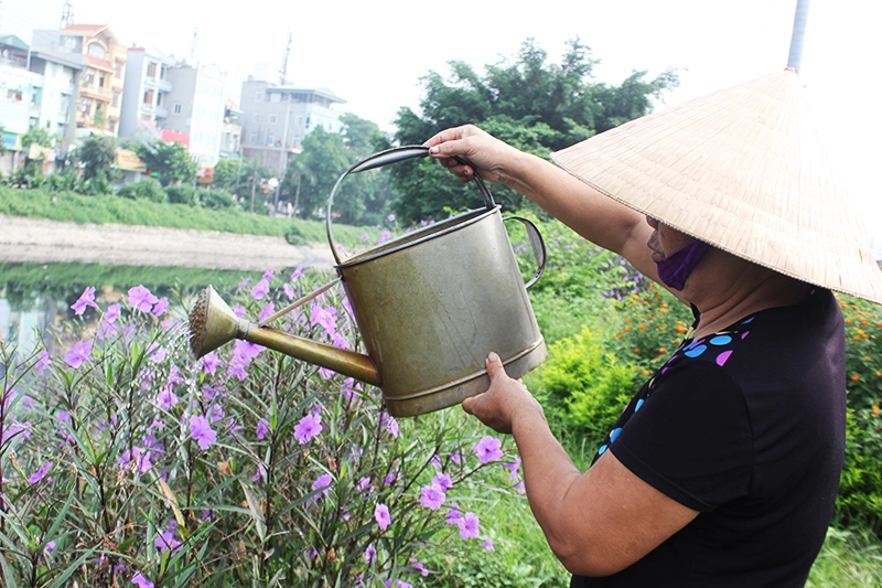 Bà Nguyễn Thị Ba (huyện Thanh Trì) chia sẻ: “Hàng hoa chiều tím ven bờ sông Tô Lịch, tạo cảnh quan môi trường tươi mới cho khu vực và khiến con đường nổi bật hẳn lên. Mỗi buổi sớm, tôi thường ra chăm sóc những khóm hoa trước cửa nhà”. 