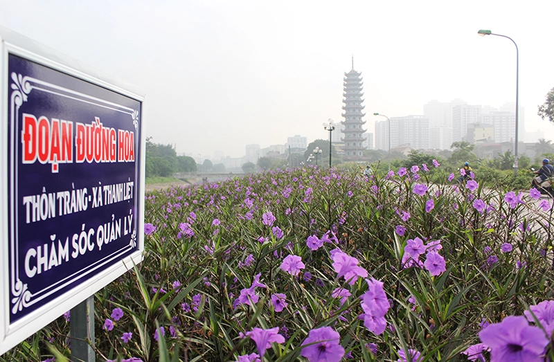 Loài hoa chiều tím bán trên thị trường với giá từ 10.000 đến 12.000 đồng/khóm.