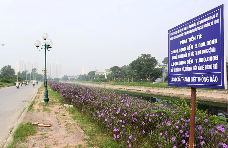 Đặc biệt, loài hoa chiều tím nở quanh năm và phát triển rất mạnh, thường được trồng để làm đẹp cảnh quan quanh nhà và đô thị.