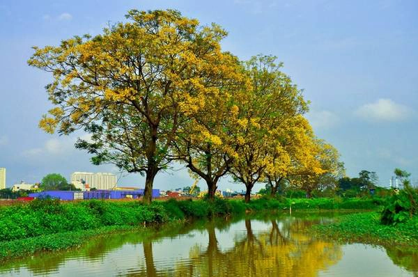 Nở vàng rực rỡ, nổi bật giữa khung cảnh ngoại ô mộc mạc, hàng điệp ở làng Đa Sỹ, phường Kiến Hưng, Hà Đông thời gian qua thu hút rất nhiều tay máy đến chụp ảnh để lưu lại khoảnh khắc đầu hè.