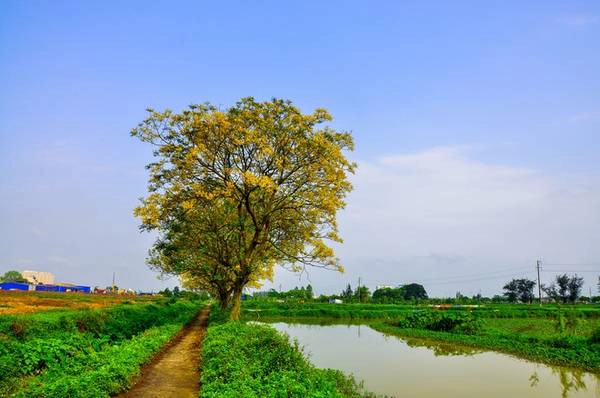 Tại Hà Nội có nhiều con đường trồng điệp vừa làm cây xanh cho bóng mát, vừa ra hoa rất đẹp. Tuy nhiên, con đường điệp vàng vào làng Đa Sỹ từ lâu đã trở nên nổi tiếng bởi hòa nhập với ruộng vườn xanh ngắt xung quanh.