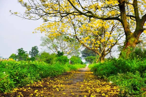Những cánh hoa rơi theo chiều gió xuống đất như dệt nên một tấm thảm vàng, tạo khung cảnh nên thơ cho các tay máy thỏa sức sáng tác.