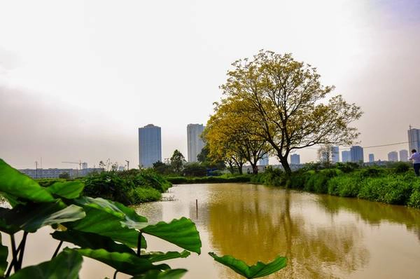 Đầu tháng 5, khi tiết trời chưa quá nắng gắt là thời điểm lý tưởng để ra ngoài ngoại ô, thưởng ngoạn vẻ đẹp của hoa điệp và không gian yên bình.