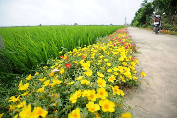 Những ngày đầu hè, có dịp tới thăm xóm 5 (xã Hải Quang, Hải Hậu, Nam Định), bạn sẽ thấy thích thú với con đường bê tông trồng hoa hai bên.