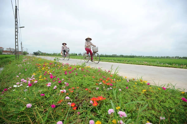 Hoa mười giờ dễ mọc, chỉ cần cắm cành và mọc lan rất nhanh. Cây lụi vào mùa đông, sẽ phát triển xanh tốt và ra hoa vào mùa hè.