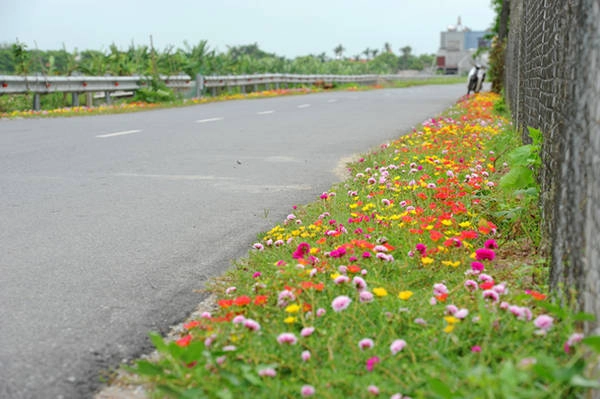 Hoa mang tên như vậy vì nở rực rỡ nhất vào tầm 10-11h, tàn dần khi chiều buông.