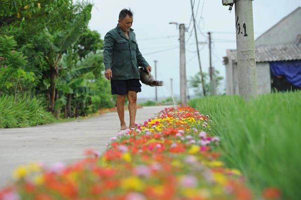 Dù hoa dễ sống nhưng vào những ngày quá oi bức, người dân thường dành thời gian đi tưới thêm nước cho cây.