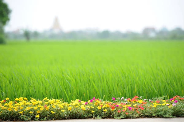 Hoa được trồng xuyên suốt trên nhiều tuyến, chạy dọc qua những cánh đồng lúa đang xanh mơn mởn.
