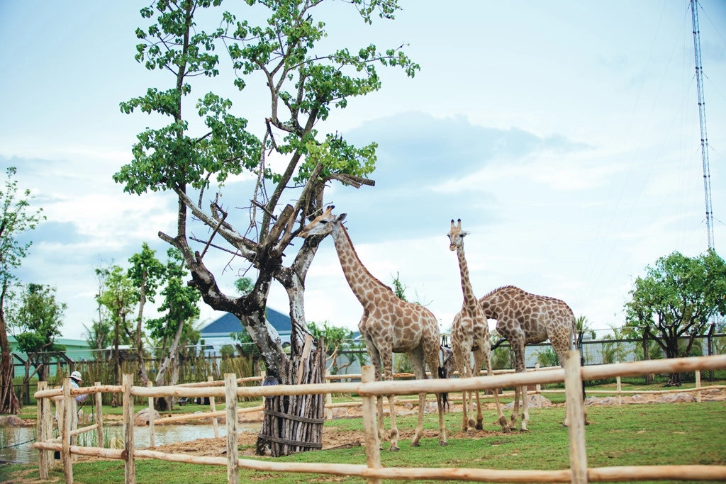 Rời “vương quốc” thuỷ cầm, hành trình tiếp tục đưa bạn đến với vùng “savan châu Phi” rộng bạt ngàn với các cô hươu cao cổ. Đừng thắc mắc nếu chiếc lưỡi của loài vật này có màu đen. Vì thường lè lưỡi khi trời nắng nên lưỡi đen giúp hươu cao cổ không bị cháy nắng. Rời “vương quốc” thuỷ cầm, hành trình tiếp tục đưa bạn đến với vùng “savan châu Phi” rộng bạt ngàn với các cô hươu cao cổ. Đừng thắc mắc nếu chiếc lưỡi của loài vật này có màu đen. Vì thường lè lưỡi khi trời nắng nên lưỡi đen giúp hươu cao cổ không bị cháy nắng.