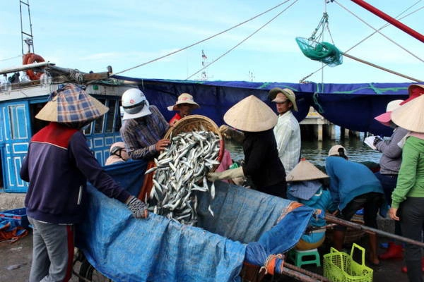 Bốc cá nục tươi từ các thuyền đánh bắt xa bờ vừa cập bến - Ảnh: NINH NGUYỄN Bốc cá nục tươi từ các thuyền đánh bắt xa bờ vừa cập bến - Ảnh: NINH NGUYỄN