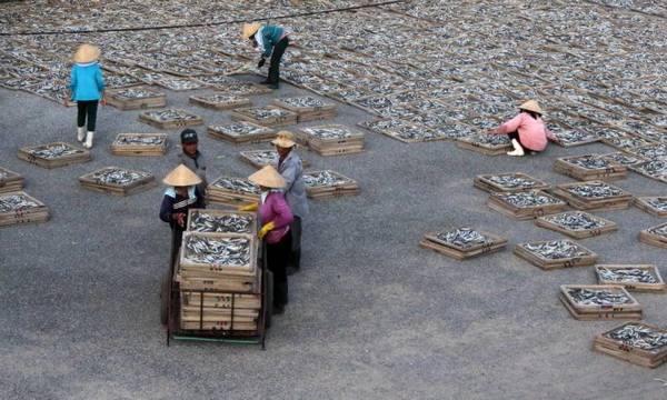 Thu, xếp cá từ sân phơi ở cửa Việt - Ảnh: NINH NGUYỄN Thu, xếp cá từ sân phơi ở cửa Việt - Ảnh: NINH NGUYỄN