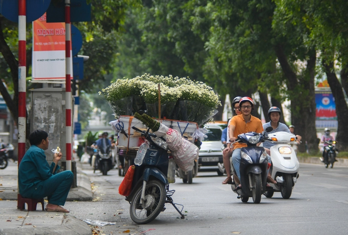 Nếu chỉ cần mua một bó cúc họa mi về cắm trong nhà hay bàn làm việc, bạn có thể dễ dàng tìm thấy loài hoa này trên khắp phố phường Hà Nội. Địa điểm nhiều xe hoa nhất nằm trên phố Giảng Võ, đoạn ngã ba giao với phố Trần Huy Liệu. Các tiểu thương đã tập trung ở đoạn đường này nhiều năm nay, trong khoảng từ 9h đến 20h. Nếu chỉ cần mua một bó cúc họa mi về cắm trong nhà hay bàn làm việc, bạn có thể dễ dàng tìm thấy loài hoa này trên khắp phố phường Hà Nội. Địa điểm nhiều xe hoa nhất nằm trên phố Giảng Võ, đoạn ngã ba giao với phố Trần Huy Liệu. Các tiểu thương đã tập trung ở đoạn đường này nhiều năm nay, trong khoảng từ 9h đến 20h.
