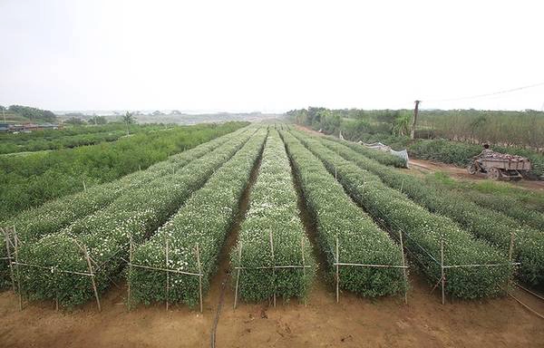  Vườn hoa Nhật Tân, Tây Tựu những ngày này tràn ngập màu trắng tinh khiết của hoa cúc họa mi. Loài hoa này chỉ xuất hiện vào cuối tháng 11, cũng là khi mùa đông về.  So với năm trước, mùa hoa năm nay nở muộn hơn 10 ngày. Hoa không nở đồng loạt nên người trồng hoa cắt tỉa bông nở để bán.