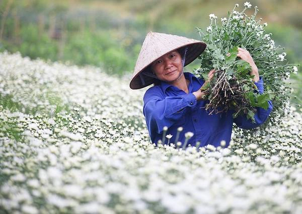 Diện tích trồng hoa năm nay được người dân mở rộng, một phần vì hoa dễ trồng, phần vì cúc họa mi này đang được ưa chuộng bởi dịch vụ chụp hình mang lại khoản thu khá bên cạnh việc bán hoa.