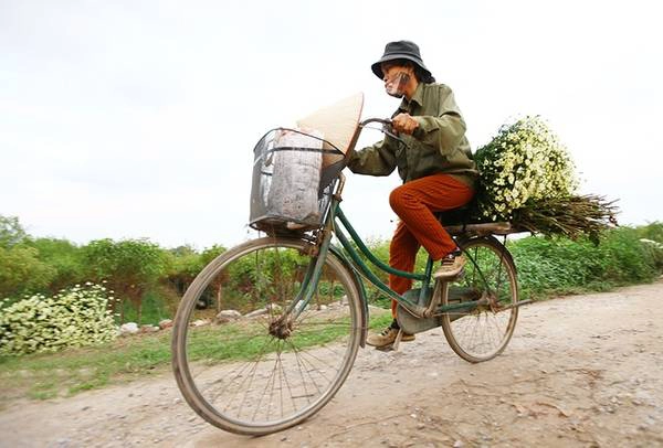 Những ngày này, dịch vụ chụp ảnh trong vườn hoa bắt đầu đi vào hoạt động. Du khách có thể đi vào ngõ 374 hoặc 264 đường Âu Cơ, Tây Hồ, Hà Nội, nơi tập trung nhiều ruộng hoa đang nở trắng muốt.