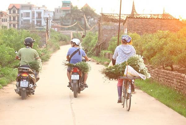 Cúc họa mi trước kia được coi là cây trồng xen kẽ với hoa đào hay quất. Nhưng đến nay, thu nhập từ hoa mang đến nguồn thu chính dịp cuối năm Dương lịch, việc chăm sóc tốt có thể cho thu hàng chục triệu đồng mỗi vụ.