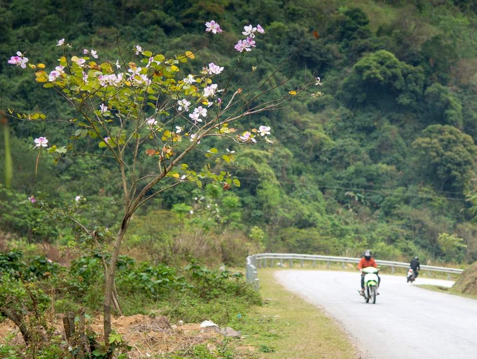 Cây ban nhỏ xinh nở hoa bên đường đoạn đèo Ban (huyện Phù Yên, Sơn La)