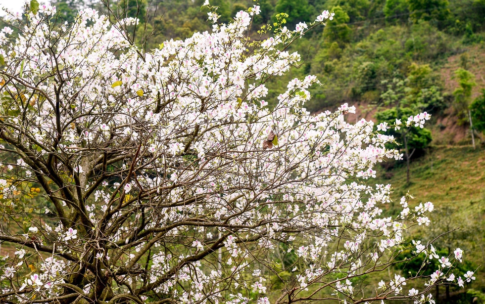 Hoa ban tô điểm cho núi rừng Tây Bắc